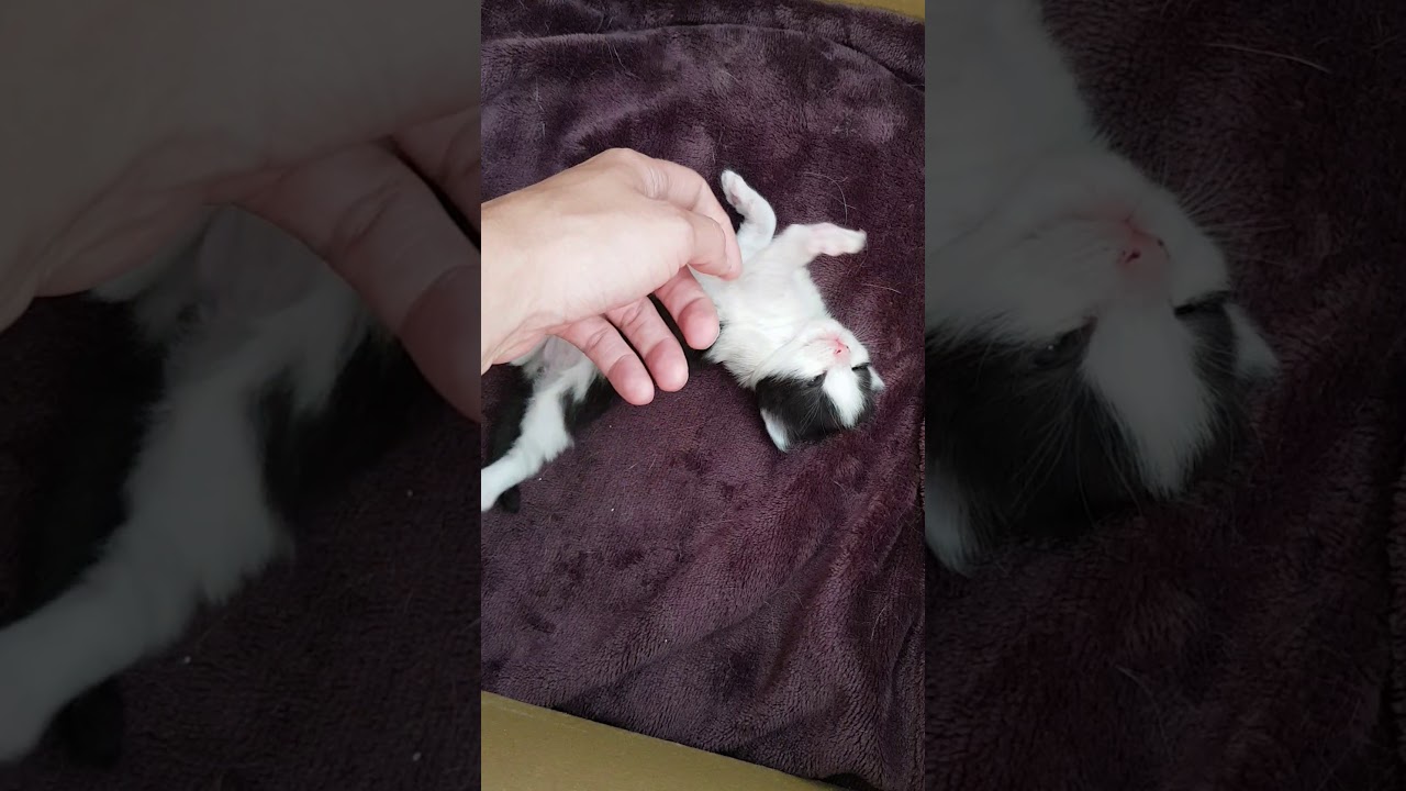 Baby kitten waking up 
