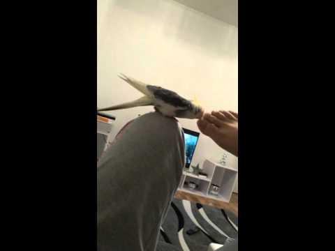 كوكتيل كروان مشاكس