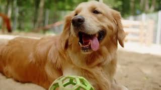 Shocking Facts and Fascinating Curiosities About Golden Retrievers You Never Knew