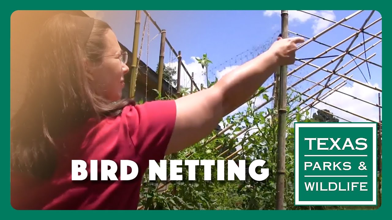 How to keep birds out of your garden without netting Tips from a Wildlife Biologist YouTube