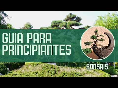 Video: Tipos De Bonsai (32 Fotos): Estilos De Bonsai, Tipos De árboles Y Su Descripción. ¿Cómo Identificar Correctamente Una Variedad?