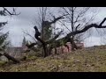 Печали и злопомнения как враги молитвы