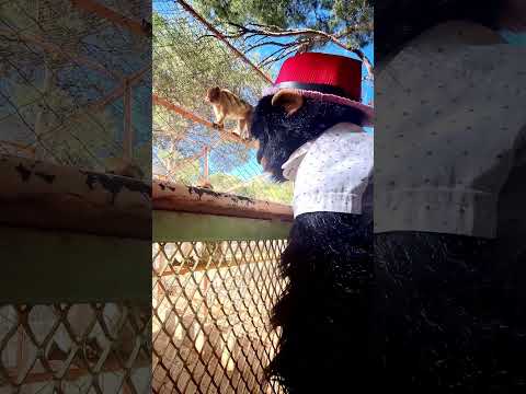 سيزار وجوجو