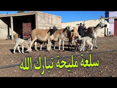 ديما بجديد عند ساعيد 3 نعجات متومات او حدة والدة حولية 0622231615 0615165560