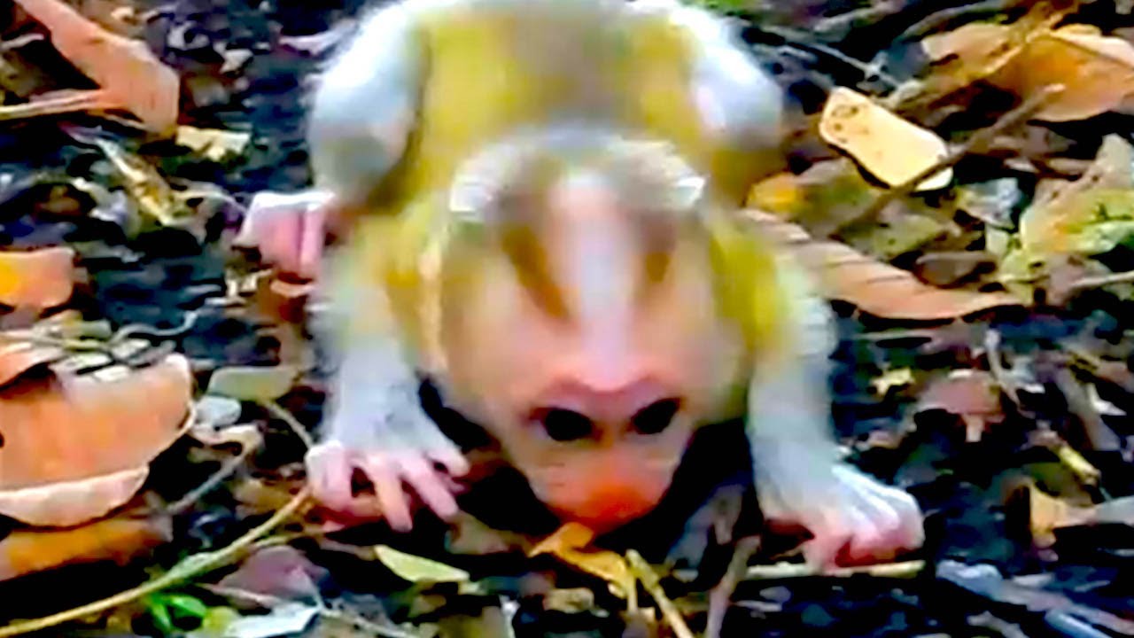 Abandoned Newborn Monkey Cries Out for Help - YouTube