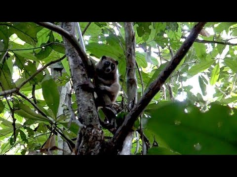 Video: Khu bảo tồnNizhnesvirsky - bảo tồn di sản thiên nhiên