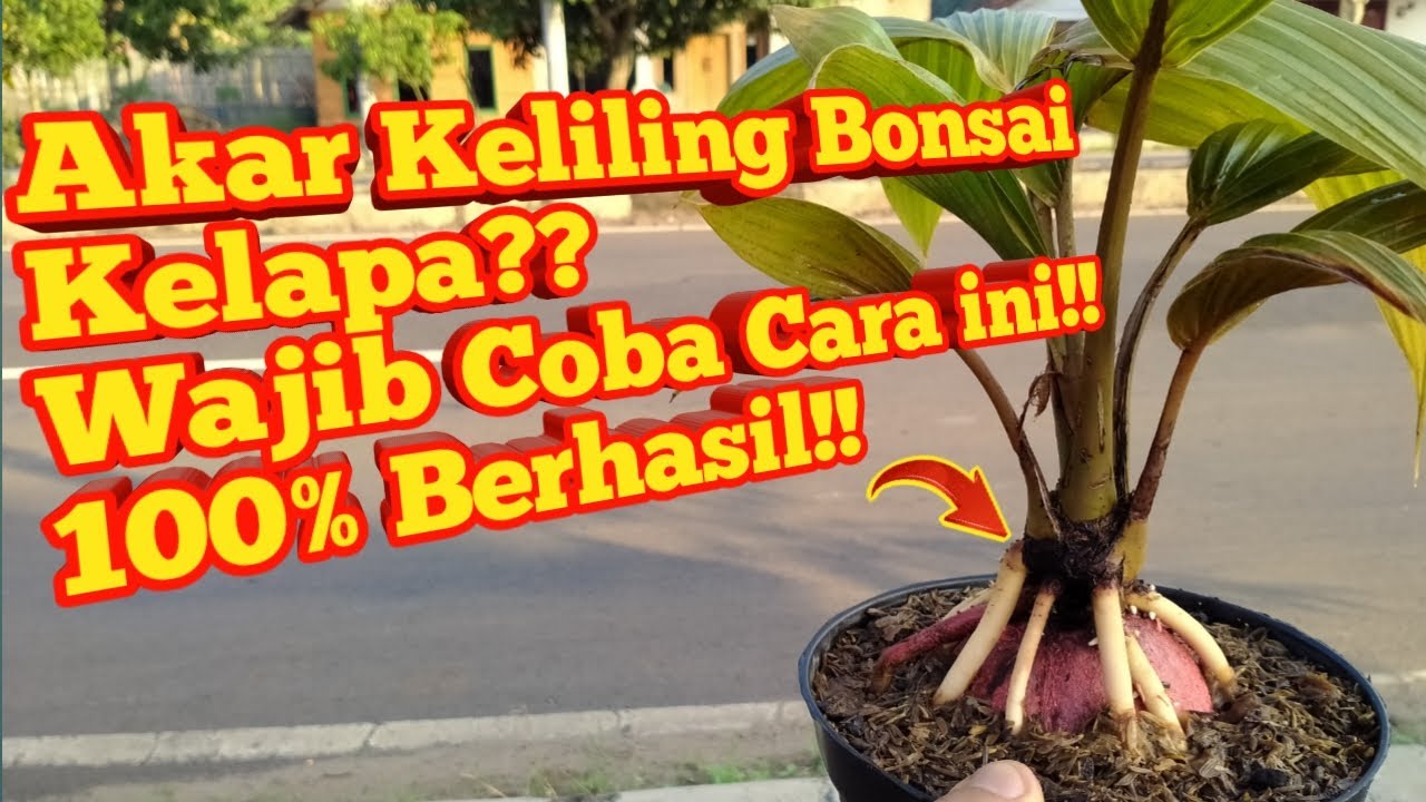  Cara  Cepat Menumbuhkan Akar Bonsai  Kelapa  YouTube