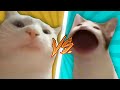 Pop Cat VS Vibing Cat