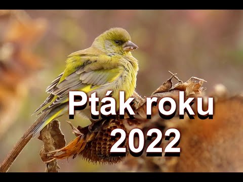 Pták roku 2022 Zvonek zelený, The bird of the year 2022 in the Czech Republic