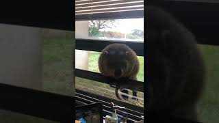 Big Earls Greedy Gopher