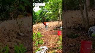 nghề nuôi vịt đẻ kiểu miền tây 💥