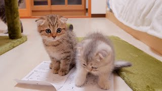 A cute kitten who can't hide his surprise after receiving a gift from a giant cat tower