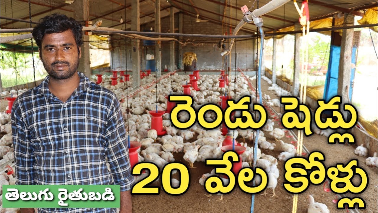5 ఏండ్లుగా పౌల్ట్రీ ఫామ్ నడుపుతున్నం.. ఏటా 5 బ్యాచ్ లు పెంచుతున్నం | Poultry Farm Details
