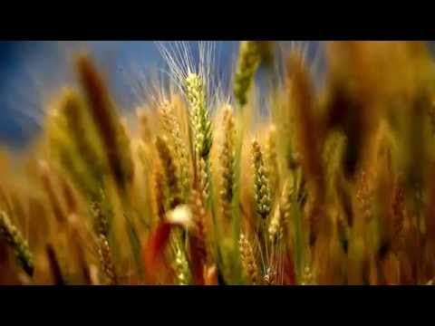 Video: Pregătirea îngrășămintelor Din Deșeurile De Cereale