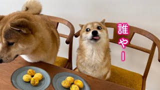 たこ焼きパーティー中に急な来客でパニックになりながらも何とか完食する柴犬が可愛い