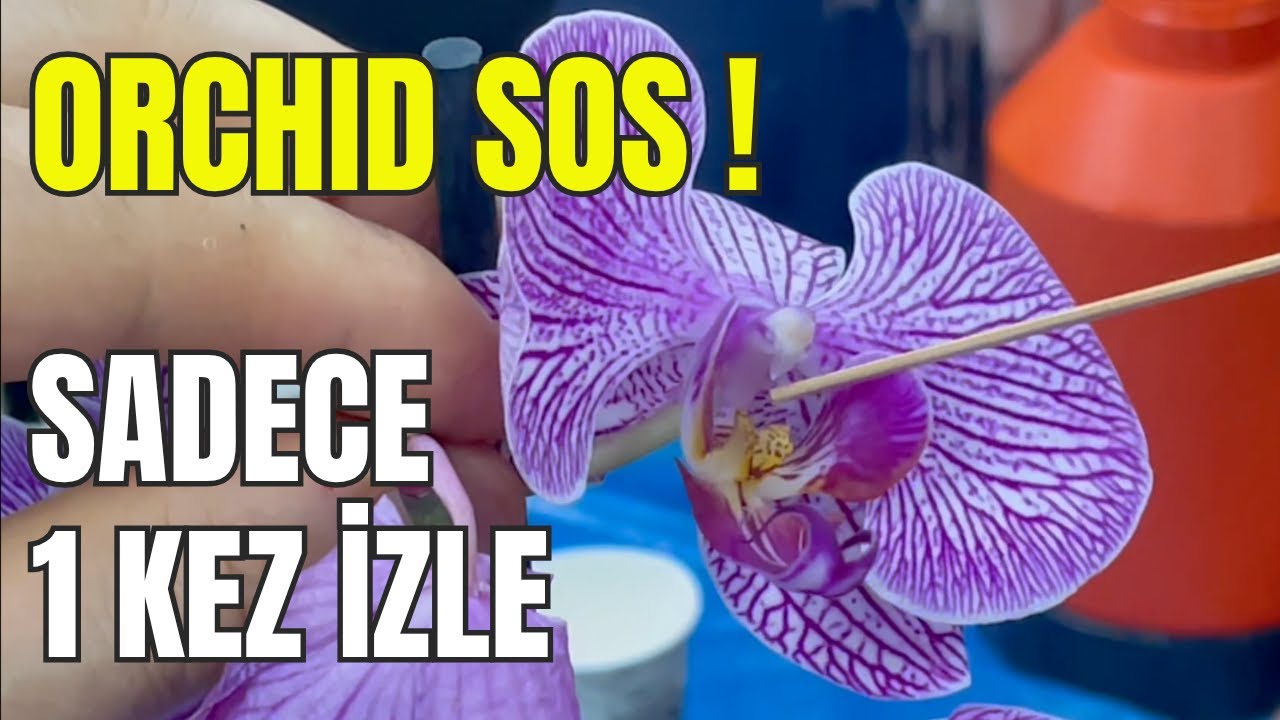 Посмотрите только один раз, станьте экспертом по орхидеям! (Вся прикладная информация от инженера- )