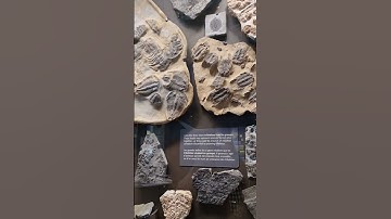 Trilobite fossils at Royal Ontario Museum #trilobite