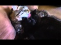 #cats bathing eachother