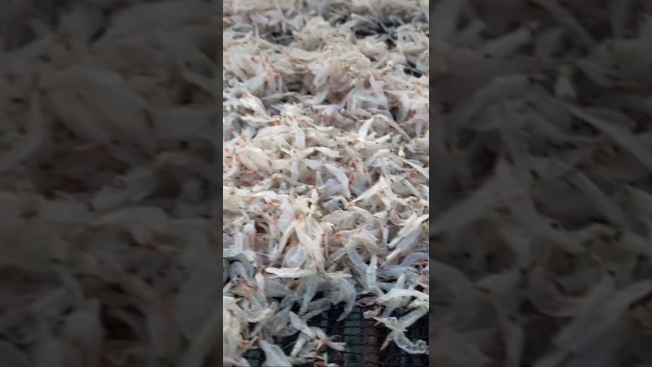Udang rebon video singkat