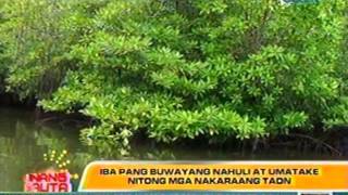 UB: Pagkakahuli sa pinakamalaking   buwaya na si Lolong, naging   usap-usapan sa buong mundo