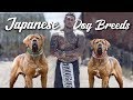 10 Amazing Japanese Dog Breeds