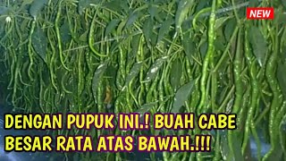 PUPUK TABUR CABE MASA PEMBUAHAN AGAR BUAH ATAS BESAR DAN MAKSIMAL