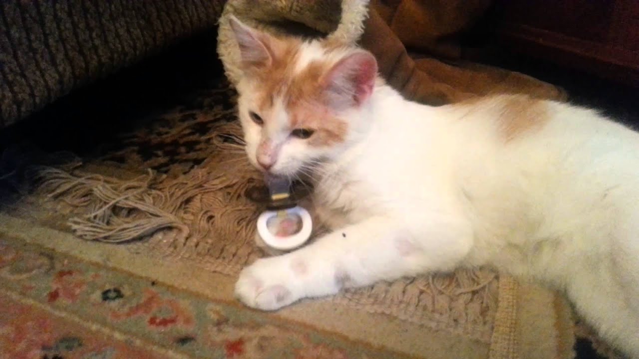 Cat sucking on binky?? So cute YouTube