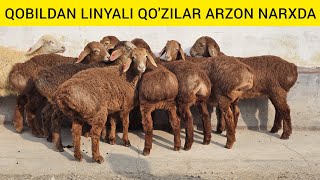 : QOBILDA BUNAQASI BIRINCHI BOR SHOSHILING LINYALI QO'ZI
