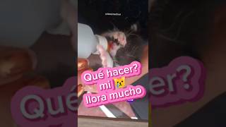 Que hago si mi gatito llora mucho 😿