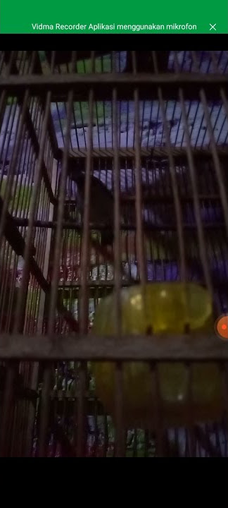 pleci BlackCapped/ pleci Papua gacor malam hari