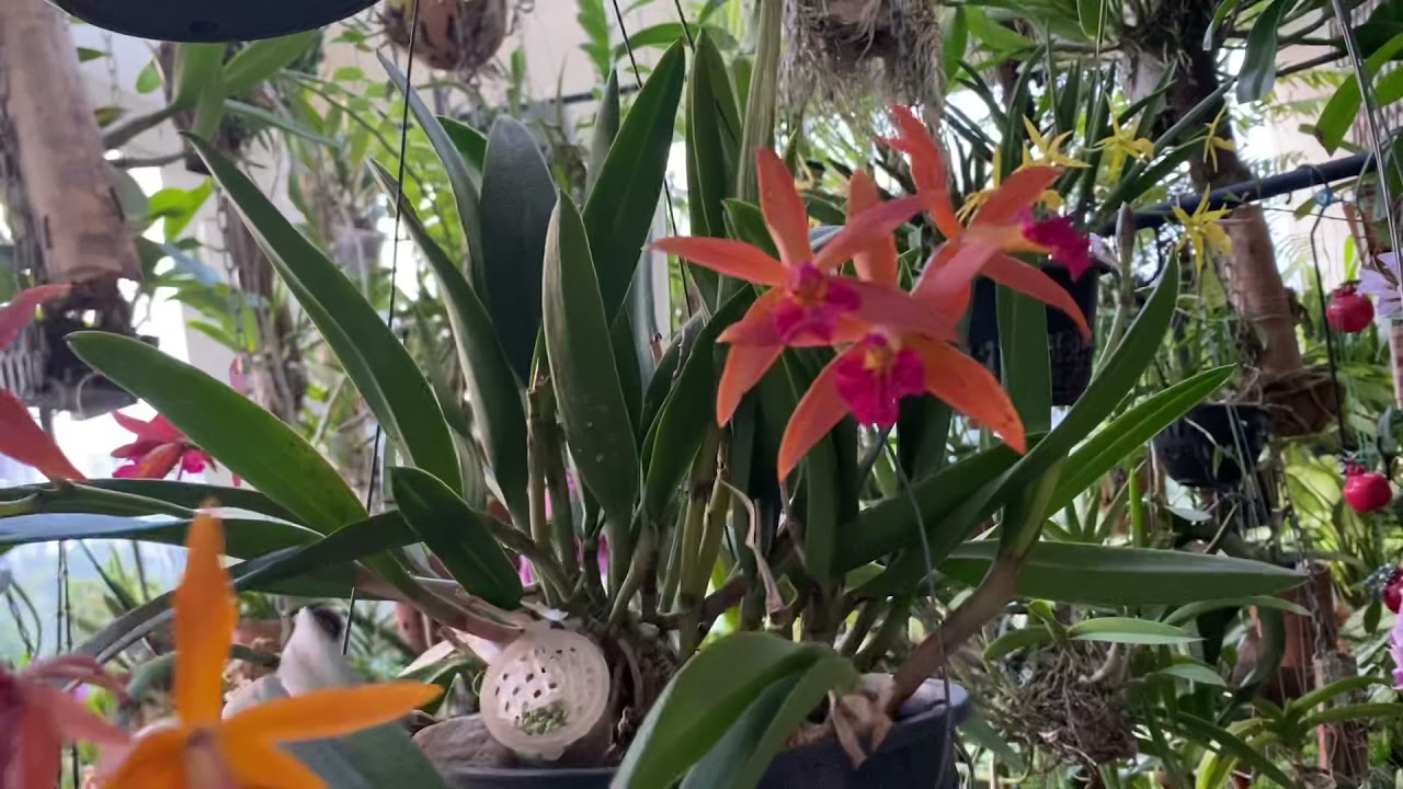 Brassocattleya Rustic spot