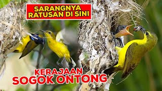 KERAJAAN BURUNG SOGOK ONTONG LIAR - SARANG BEJIBUN DI POHON RENDAH  #BEBAS NANGKEP SIAP BAYAR DENDA