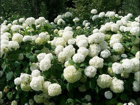 Video: Ortensia Per La Regione Di Mosca (66 Foto): Varietà Di Ortensie Paniculate, Rampicanti E Altre Specie, Regole Di Semina E Cura