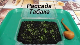 Рассада Курительного Табака.