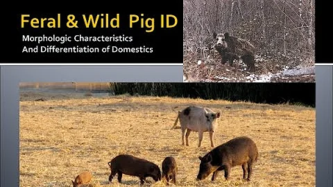 Feral & Wild Pig ID update with Alberta reporting information