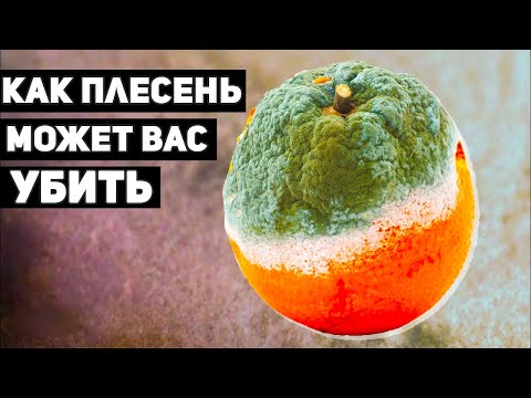 Что Такое ПЛЕСЕНЬ и Почему она так ОПАСНА?