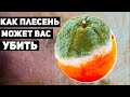 Что Такое ПЛЕСЕНЬ и Почему она так ОПАСНА?