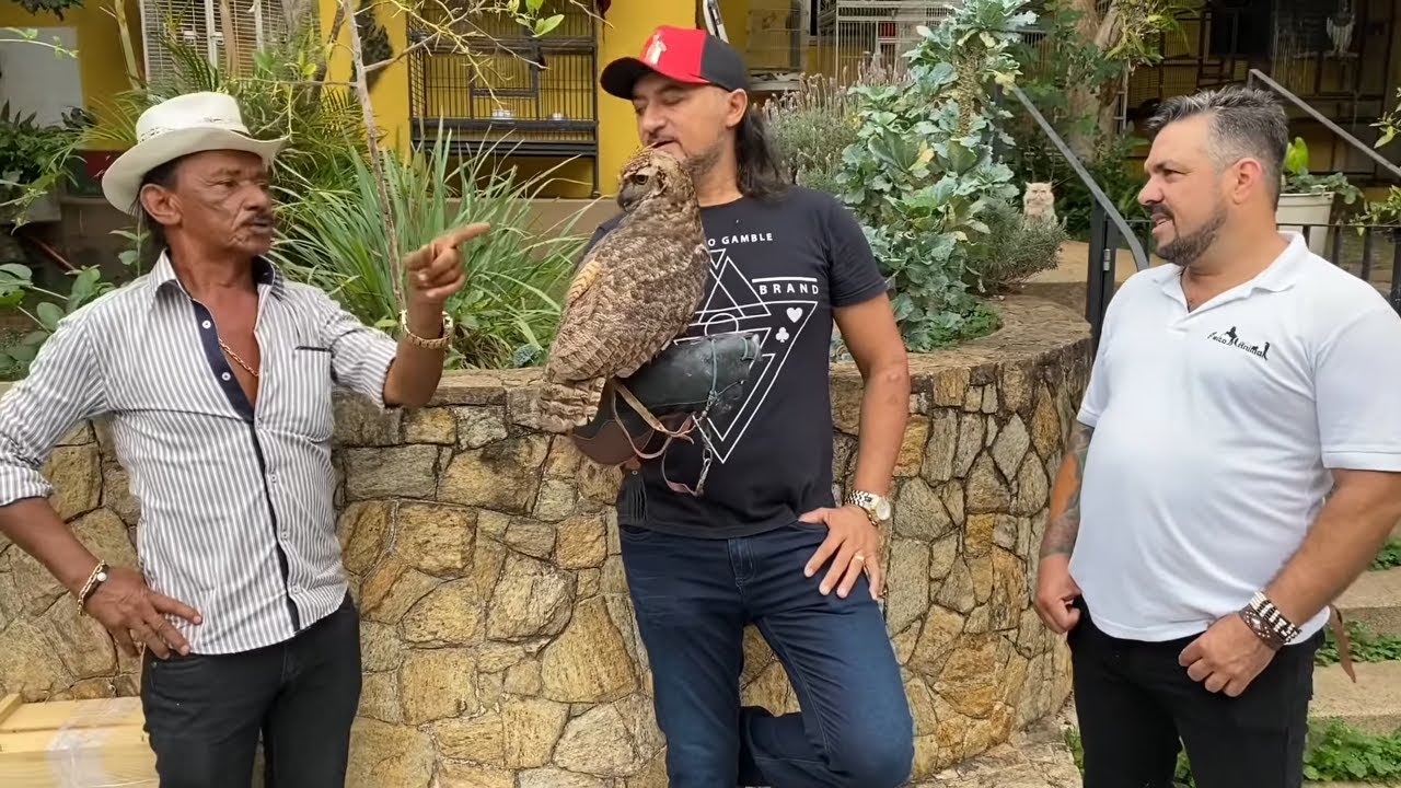 TIRINGA COMPARA CORUJA BULBO BULBO A RENATA DO PROGRAMA DO RATINHO 😂 | COMÉDIA SELVAGEM ®