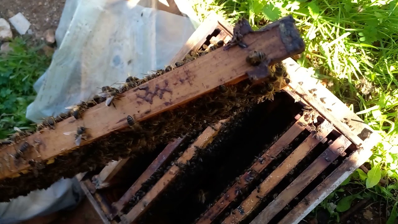 انضر لمادا ابواسحاق الوهراني يقسم نحله الان في جانفي