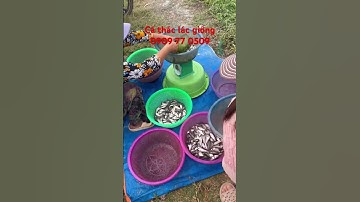 Cá thác lác giống. Cá nàng hai giống. Cá thác thác cườm giống. 0909770509 #cagiong #cathaclac