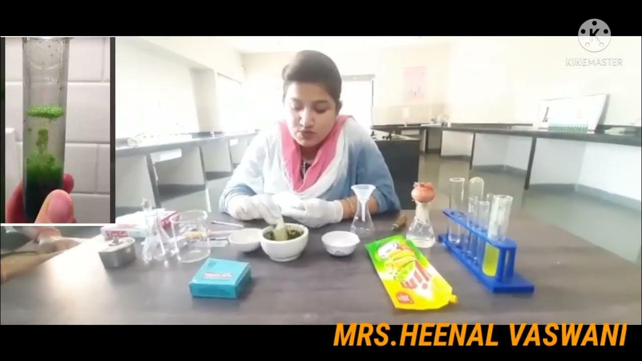 DNA EXTRACTION FROM SPINACH LEAVES (Class12 )Biology Experiment. YouTube