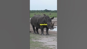 AI vs. Poachers?! The Revolution in Protecting Endangered Species!