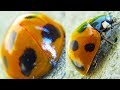 #3 てんとう虫 | Ladybug | божья коровка