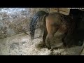 Horse taking a massive shit