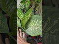 ये खूबसूरत plant बच्चों केलिए dangerous हो सकता है😳 #PlantSafety#IndoorPlants #gardeningtips #shorts