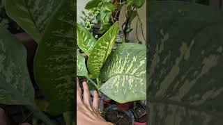 ये खूबसूरत plant बच्चों केलिए dangerous हो सकता है😳 #PlantSafety#IndoorPlants #gardeningtips #shorts