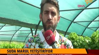 Suda Marul Yetiştiriyor