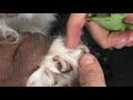 Cutting Long Dog Nails