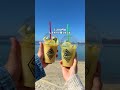 車で1,000kmの大移動!合計の高速代とガソリン代はいくらかかる? #shorts