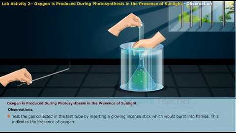 Oxygen is produced during photosynthesis in the presence of sunlight